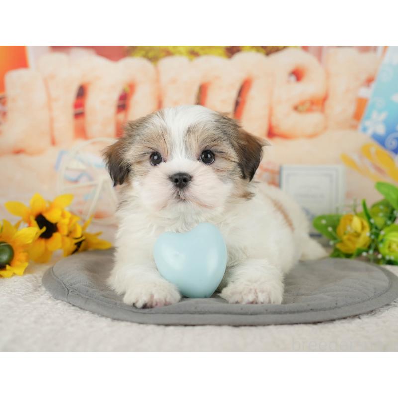 販売中の千葉県のミックス犬-437654の8枚目