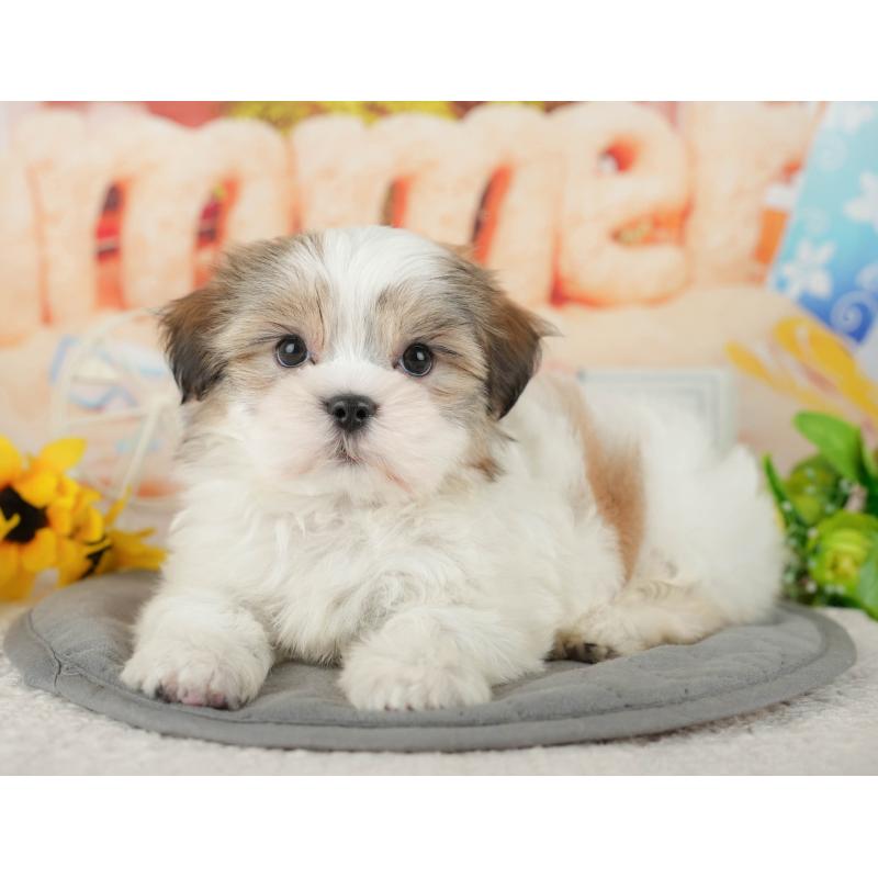 販売中の千葉県のミックス犬-437654の6枚目