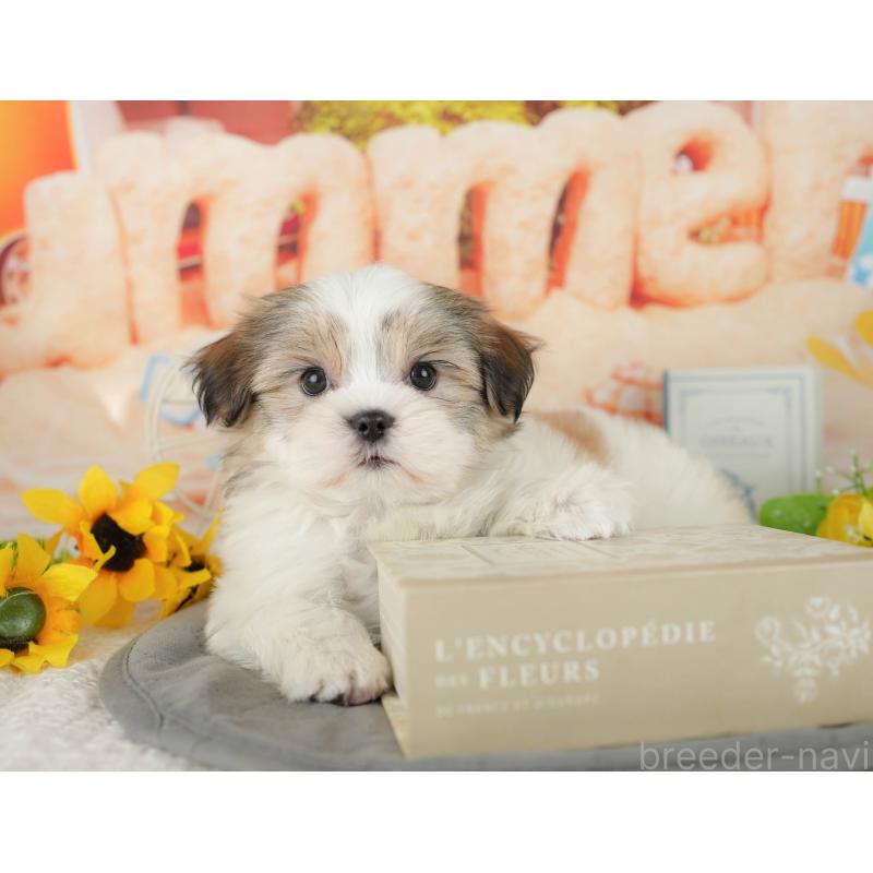 販売中の千葉県のミックス犬-437654の5枚目