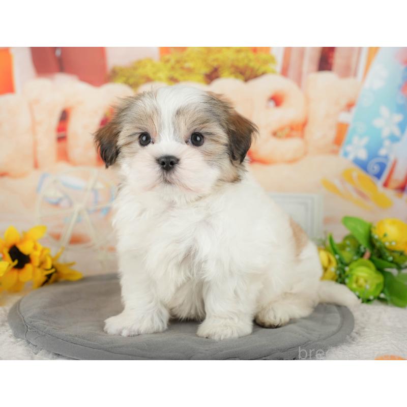 販売中の千葉県のミックス犬-437654の4枚目