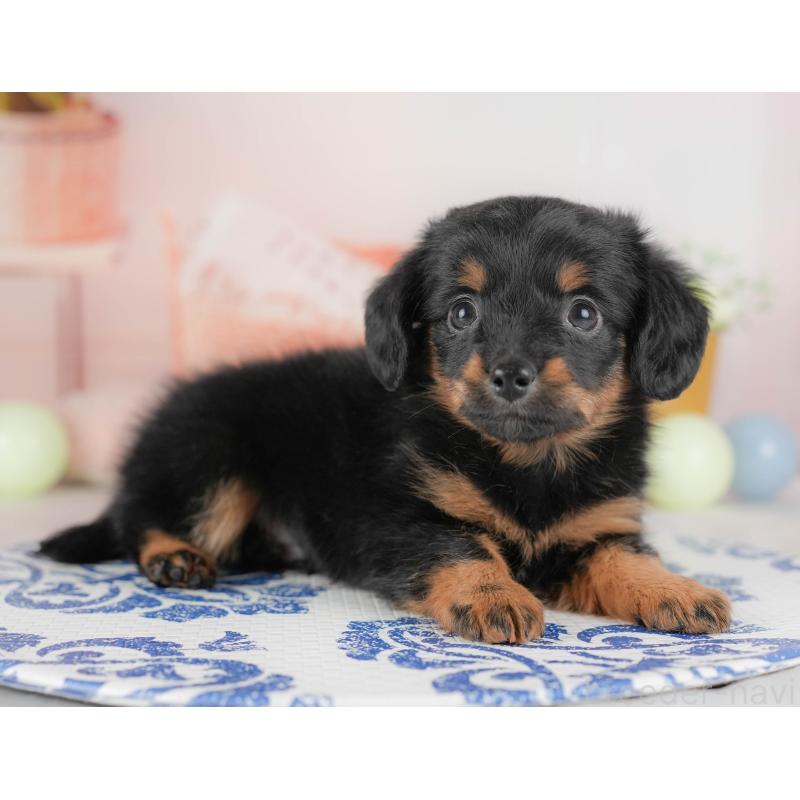 販売中の栃木県のチワックス:チワワ×ミニチュアダックスフンド-437354の11枚目