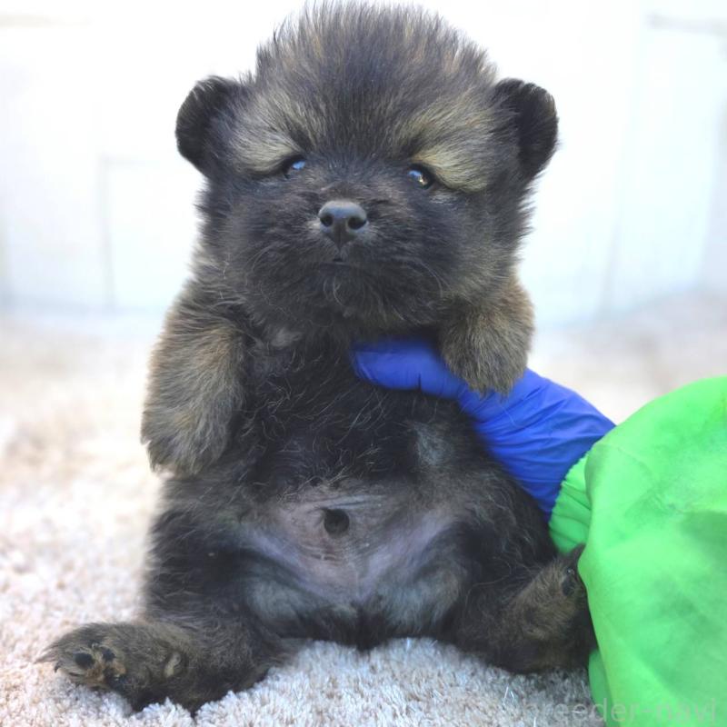 販売中の茨城県のポメラニアン-437266の7枚目