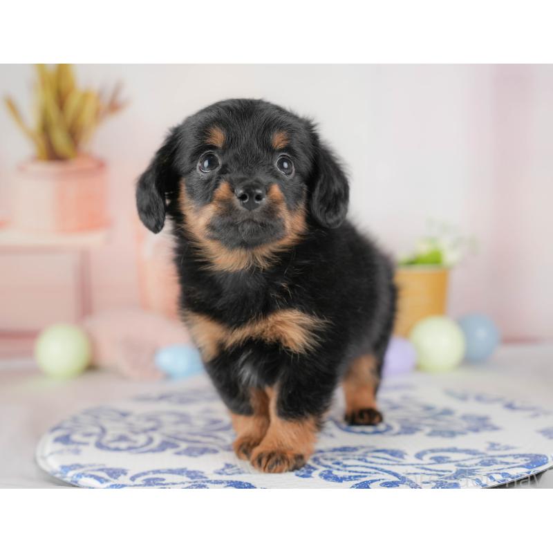 販売中の栃木県のチワックス:チワワ×ミニチュアダックスフンド-437354の10枚目