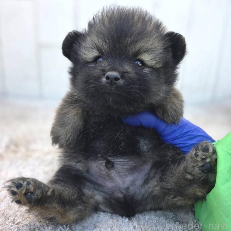 販売中の茨城県のポメラニアン-437266の6枚目