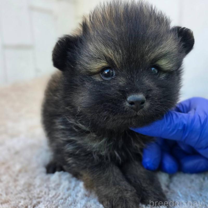 販売中の茨城県のポメラニアン-437266の5枚目