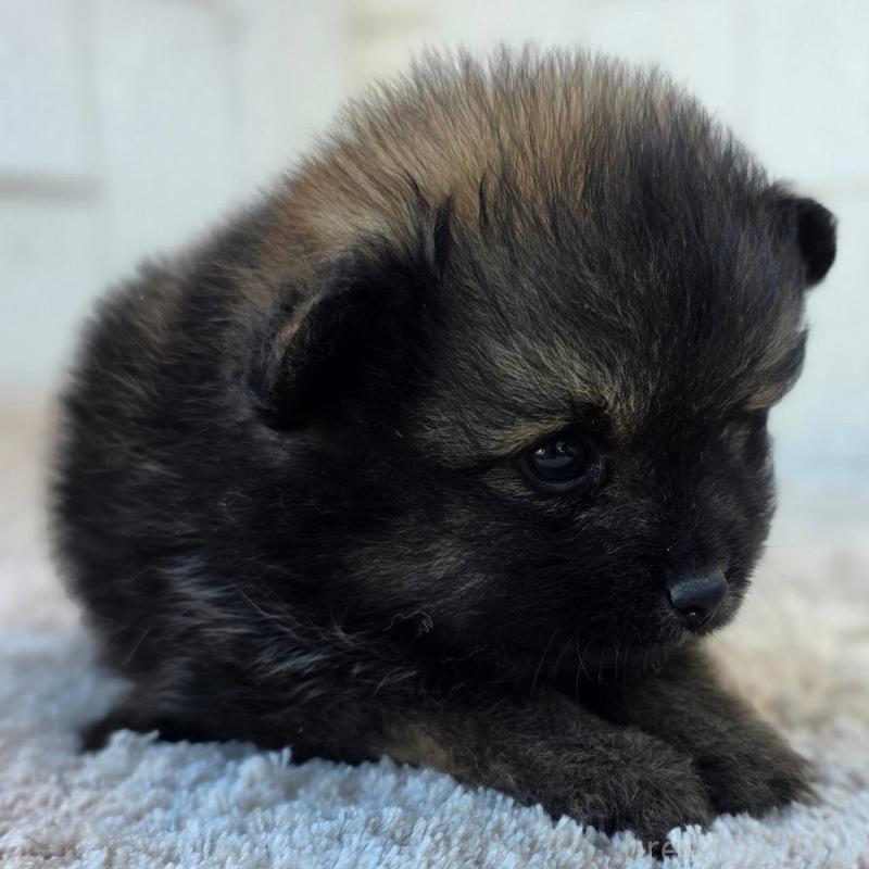 販売中の茨城県のポメラニアン-437266の4枚目