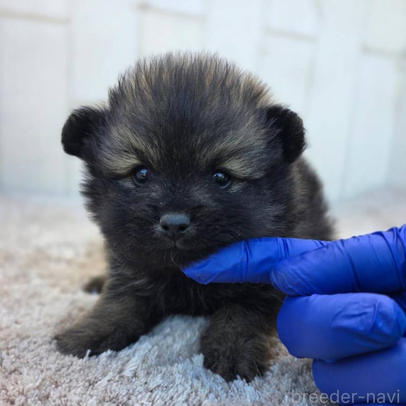 販売中の茨城県のポメラニアン-437266の3枚目