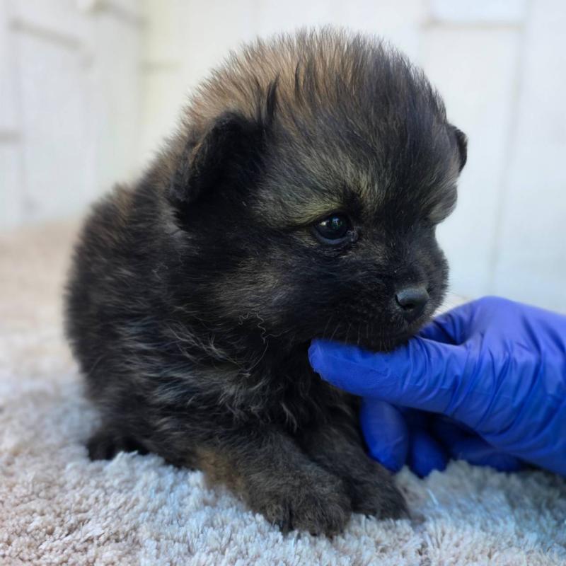 販売中の茨城県のポメラニアン-437266の2枚目