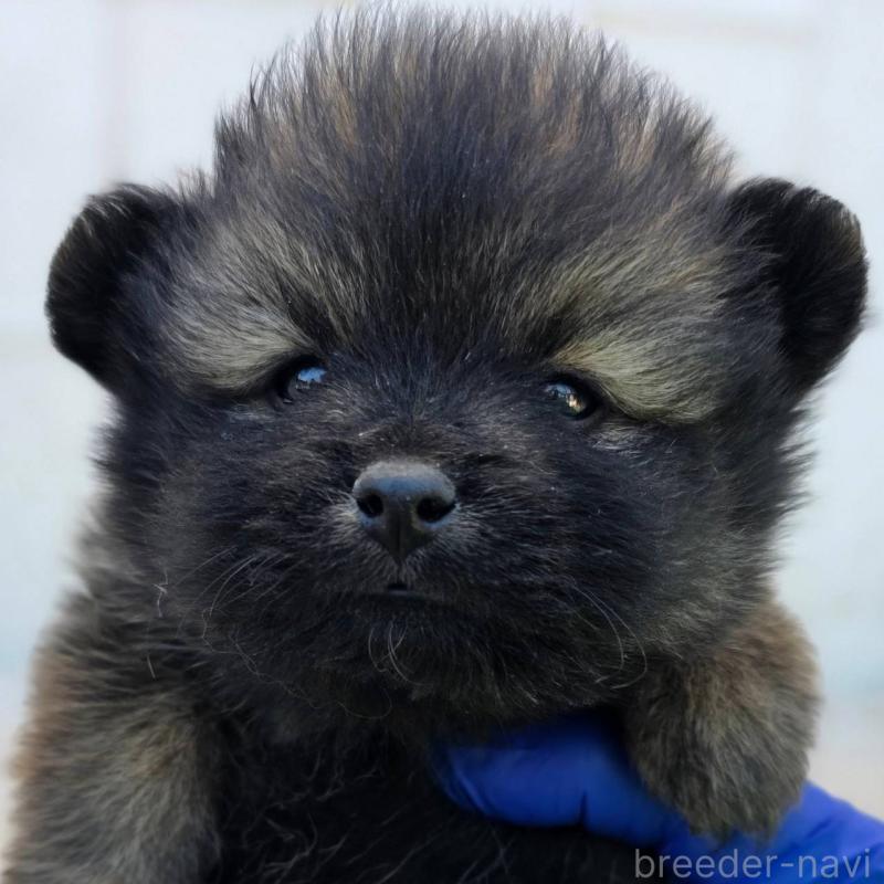 販売中の茨城県のポメラニアン-437266