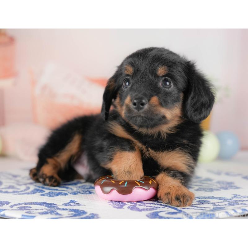 販売中の栃木県のチワックス:チワワ×ミニチュアダックスフンド-437354の3枚目