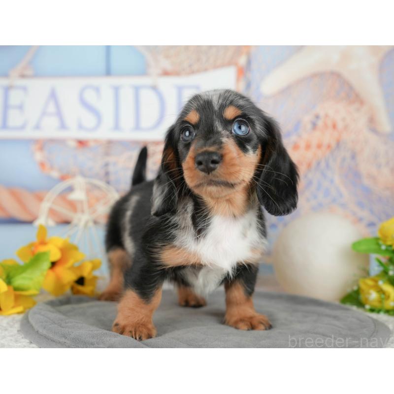 販売中の千葉県のミニチュアダックスフンド(ロングヘアード)-437653