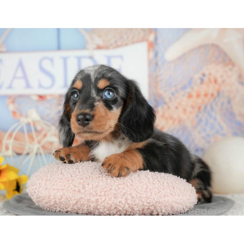 販売中の千葉県のミニチュアダックスフンド(ロングヘアード)-437653の11枚目