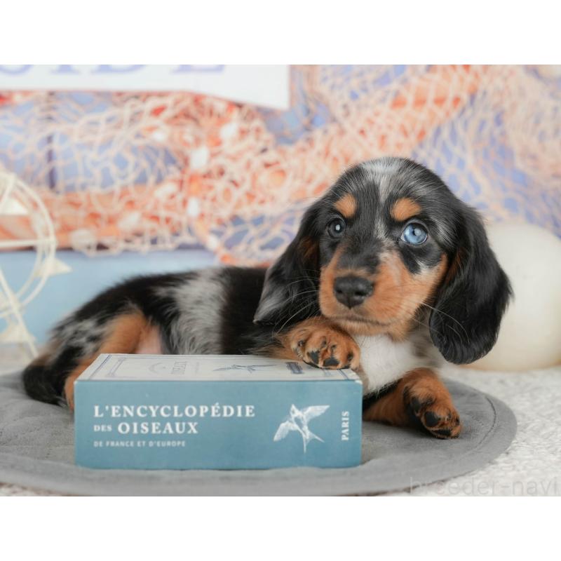 販売中の千葉県のミニチュアダックスフンド(ロングヘアード)-437653の9枚目