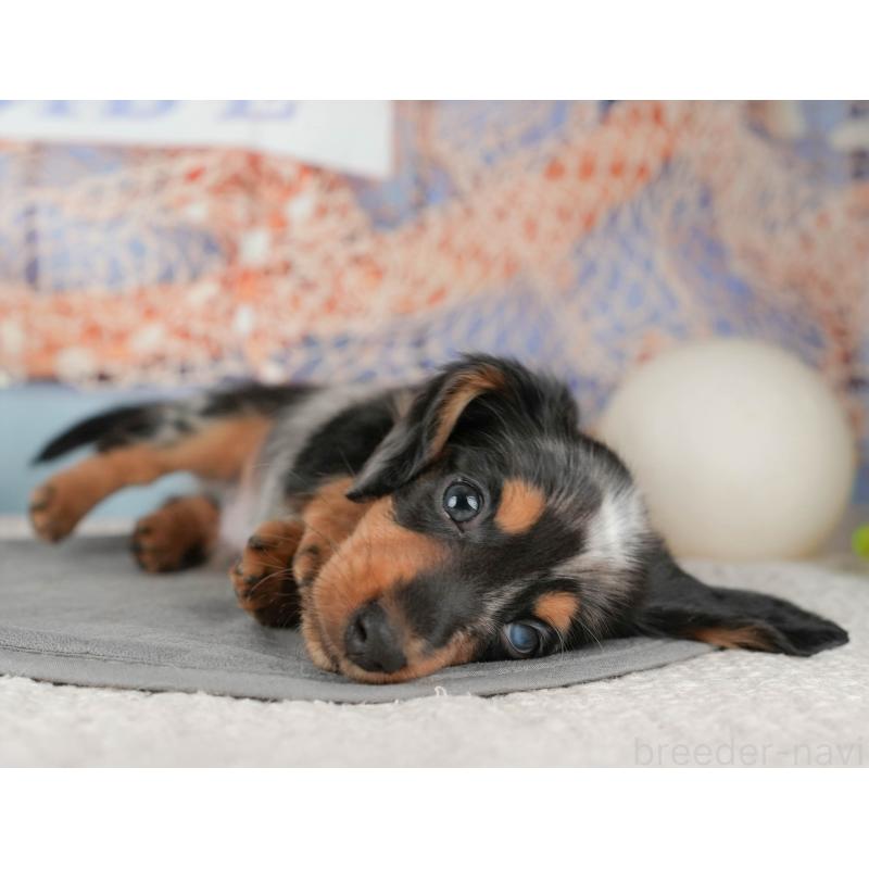 販売中の千葉県のミニチュアダックスフンド(ロングヘアード)-437653の7枚目