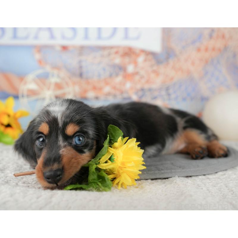 販売中の千葉県のミニチュアダックスフンド(ロングヘアード)-437653の6枚目