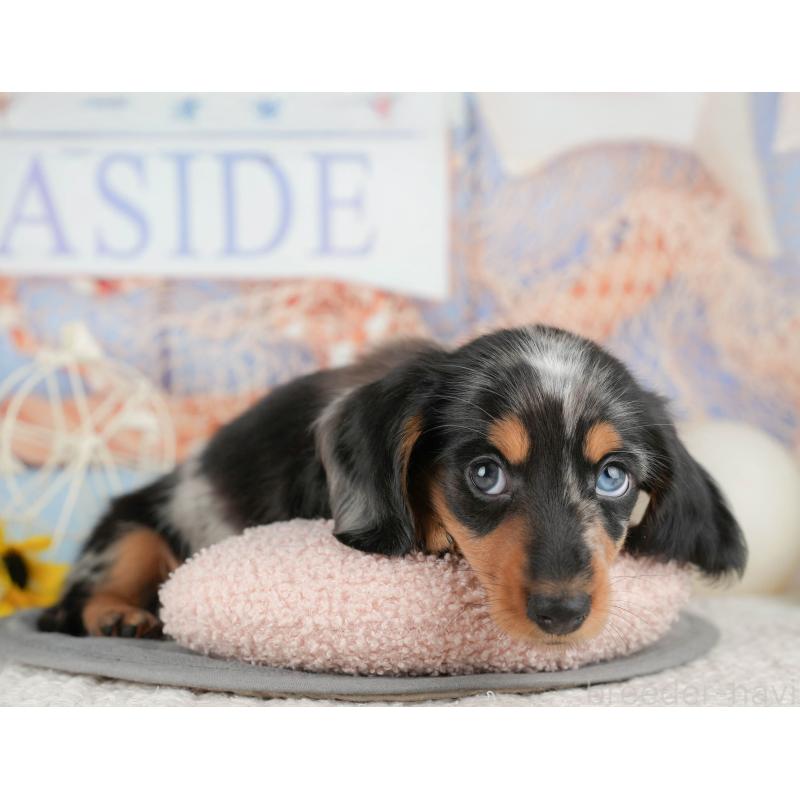 販売中の千葉県のミニチュアダックスフンド(ロングヘアード)-437653の5枚目