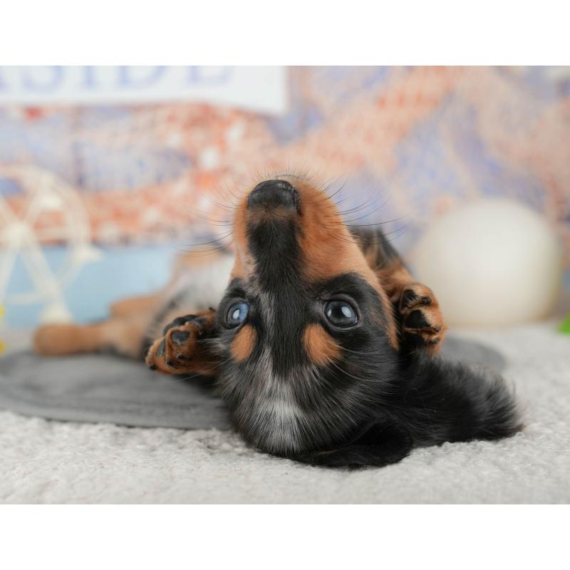 販売中の千葉県のミニチュアダックスフンド(ロングヘアード)-437653の4枚目