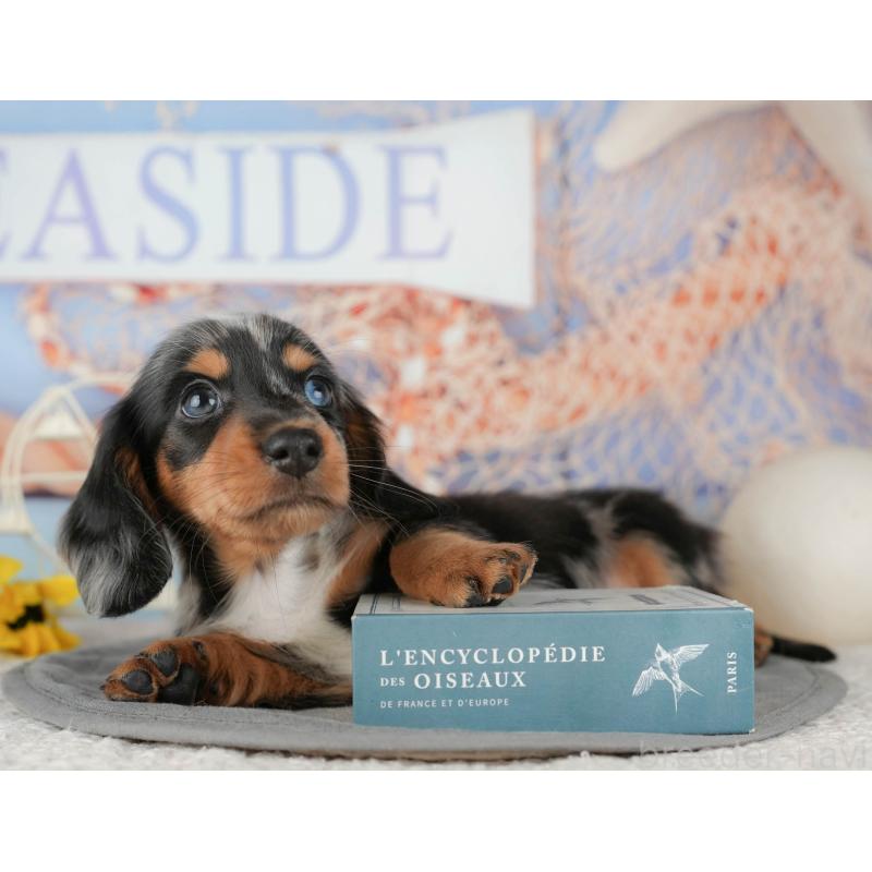 販売中の千葉県のミニチュアダックスフンド(ロングヘアード)-437653の3枚目