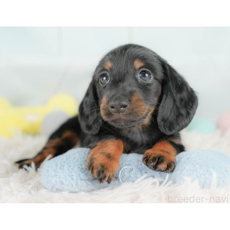 販売中の栃木県のカニンヘンダックスフンド(ロングヘアード)-437335の11枚目