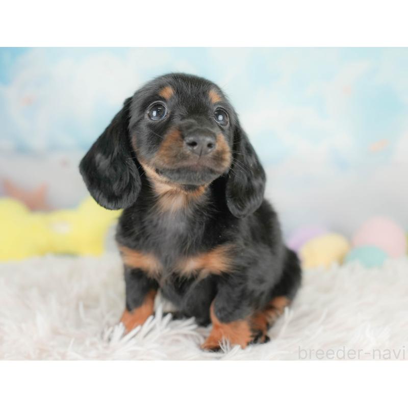 販売中の栃木県のカニンヘンダックスフンド(ロングヘアード)-437335の10枚目