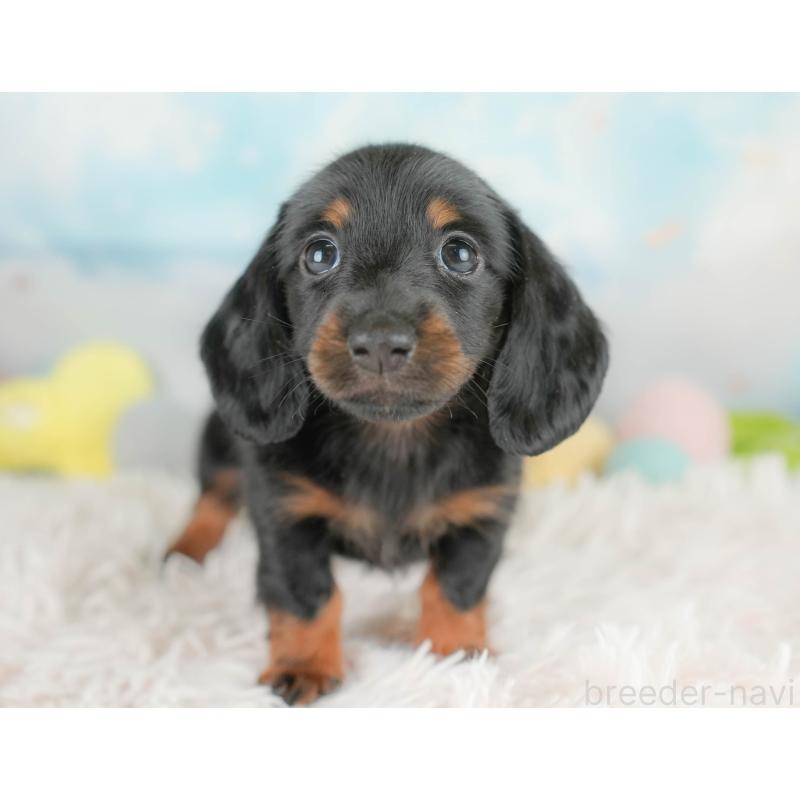 販売中の栃木県のカニンヘンダックスフンド(ロングヘアード)-437335の8枚目