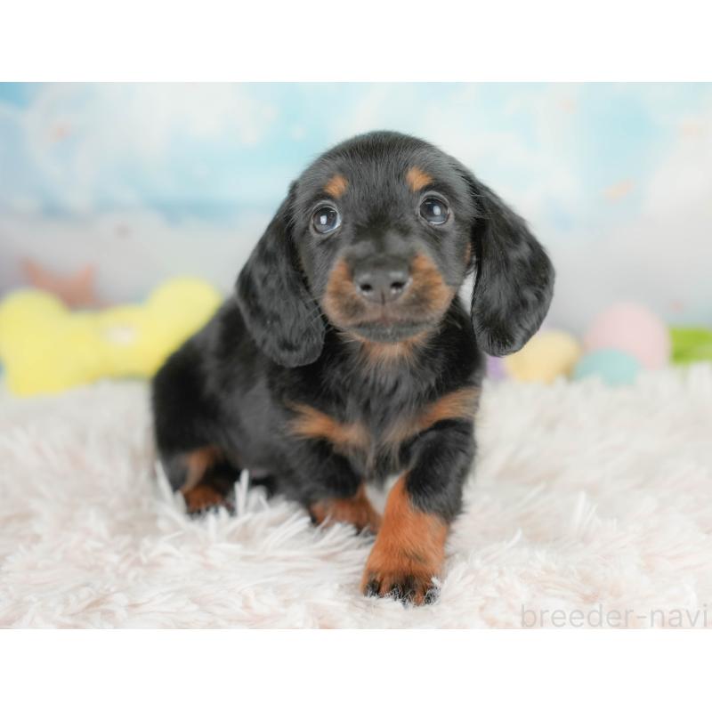 販売中の栃木県のカニンヘンダックスフンド(ロングヘアード)-437335の4枚目