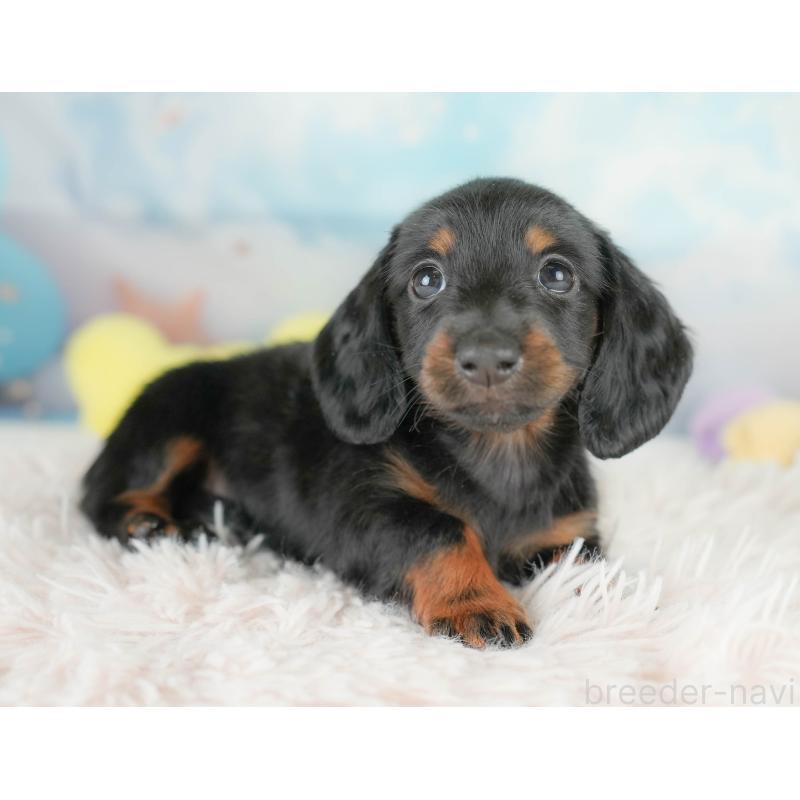 販売中の栃木県のカニンヘンダックスフンド(ロングヘアード)-437335の3枚目