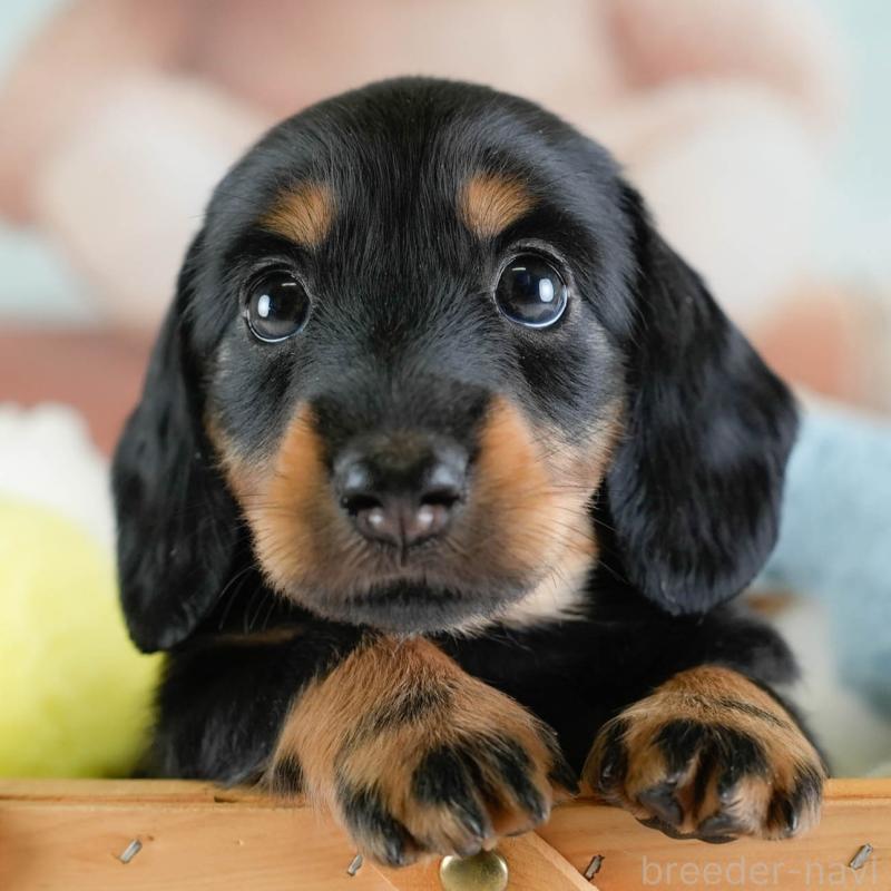 販売中の栃木県のカニンヘンダックスフンド(ロングヘアード)-437334