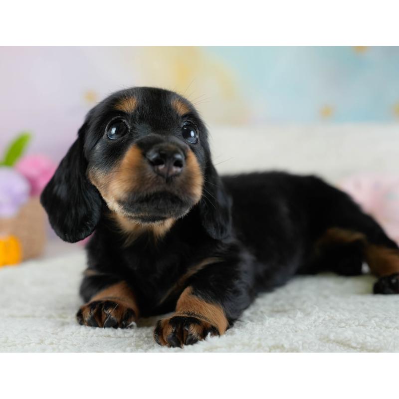 販売中の栃木県のカニンヘンダックスフンド(ロングヘアード)-437334の11枚目