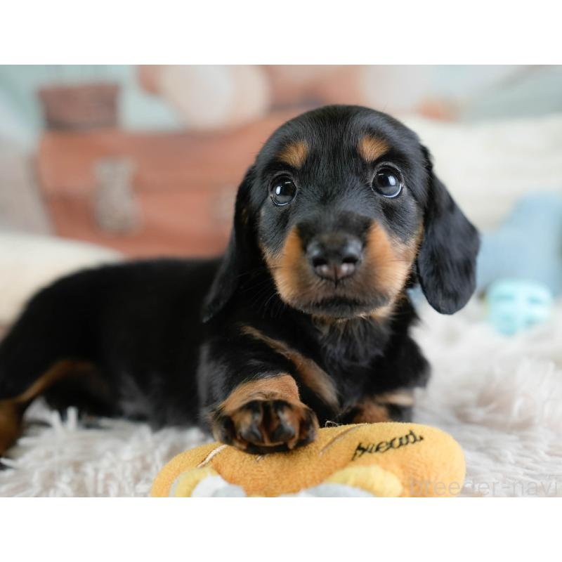 販売中の栃木県のカニンヘンダックスフンド(ロングヘアード)-437334の5枚目