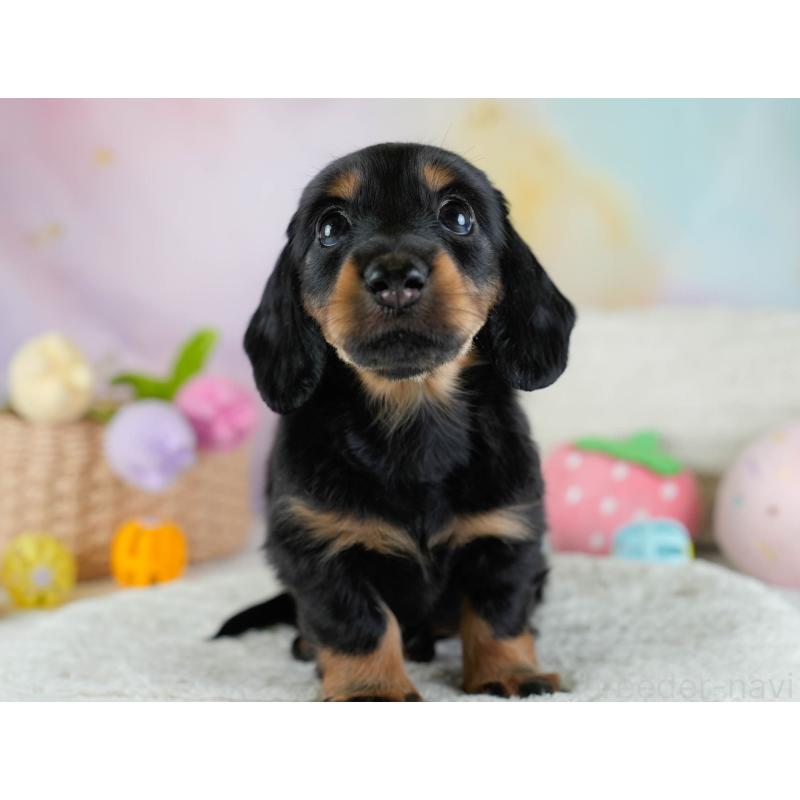 販売中の栃木県のカニンヘンダックスフンド(ロングヘアード)-437334の4枚目