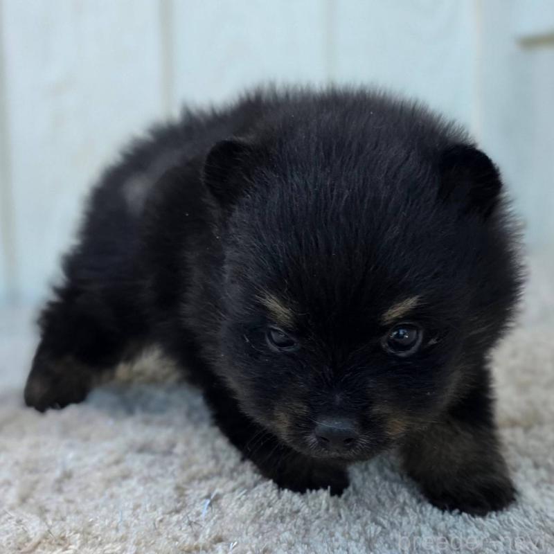 販売中の茨城県のポメラニアン-437267の11枚目