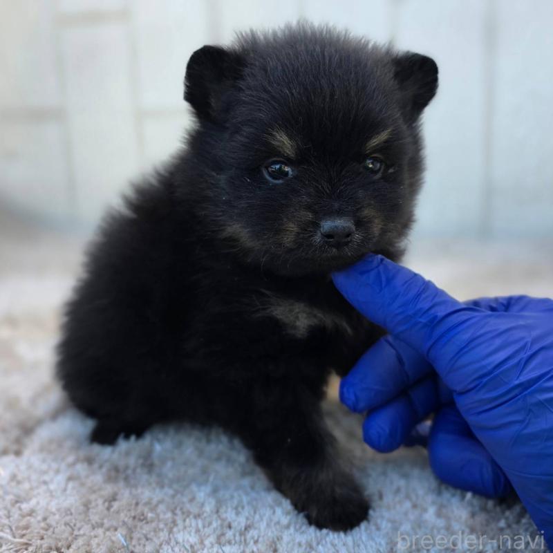 販売中の茨城県のポメラニアン-437267の7枚目