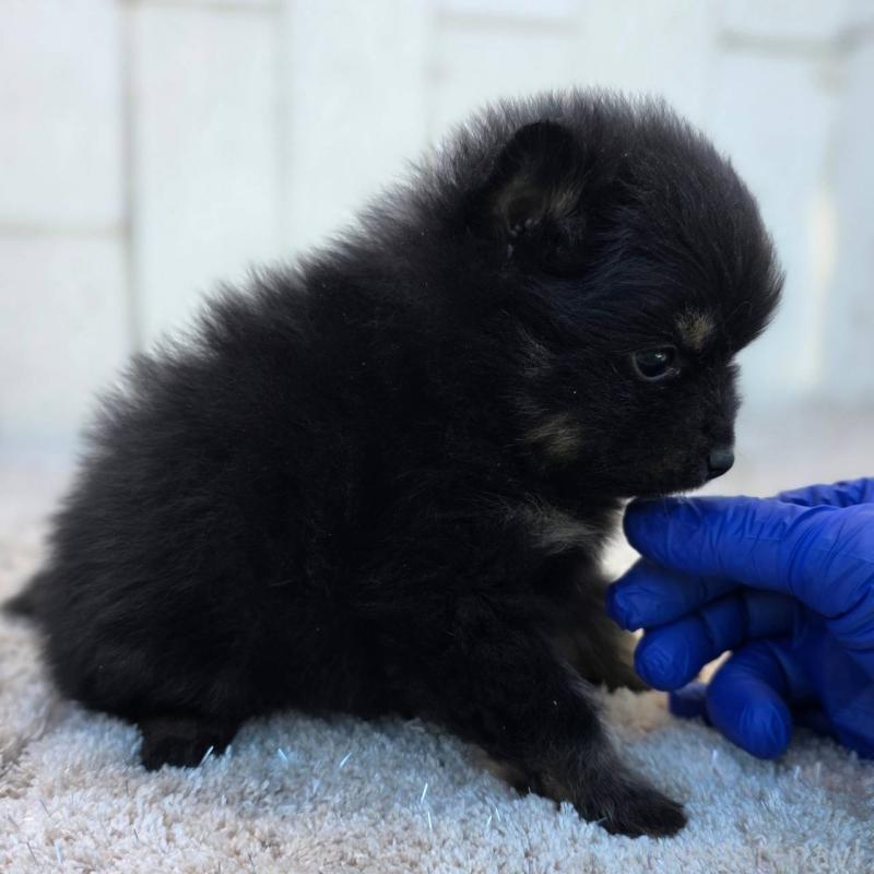 販売中の茨城県のポメラニアン-437267の4枚目