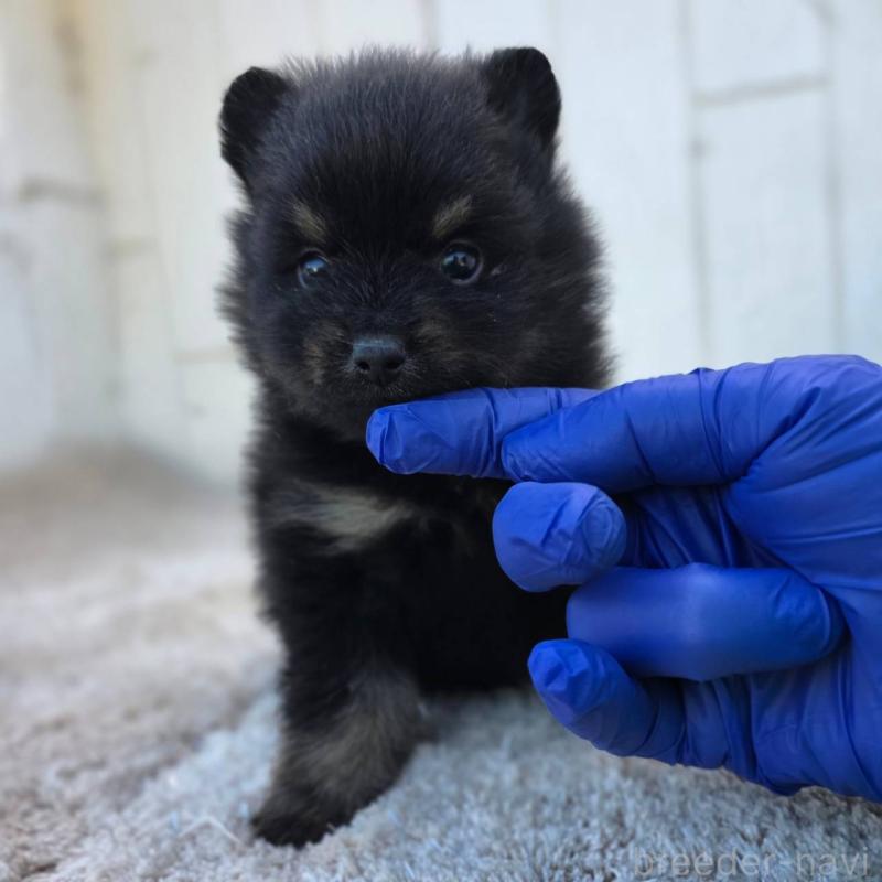 販売中の茨城県のポメラニアン-437267の3枚目