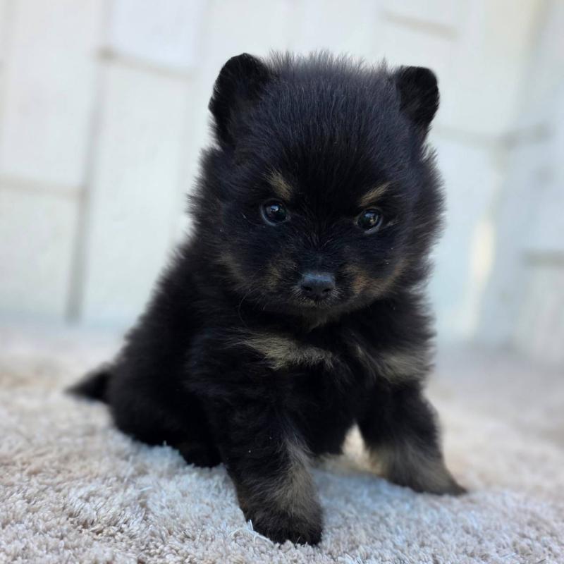 販売中の茨城県のポメラニアン-437267の2枚目