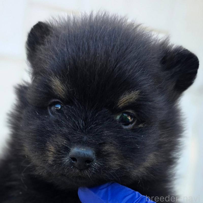 販売中の茨城県のポメラニアン-437267の1枚目