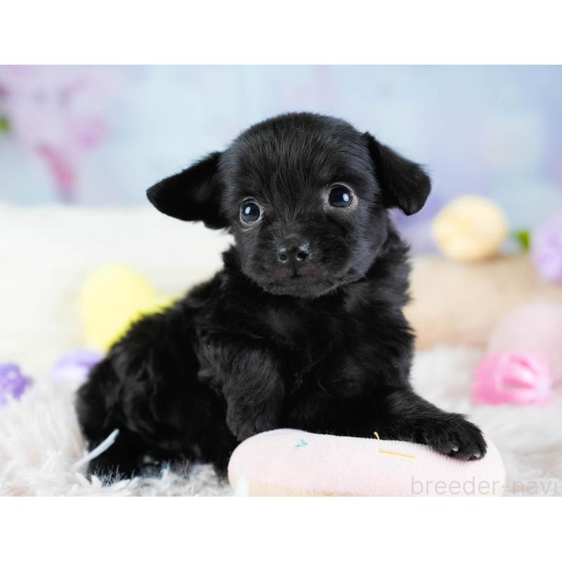 販売中の栃木県のチワプー:チワワ×トイプードル-437351の10枚目