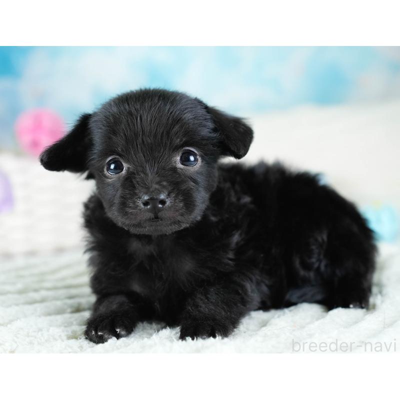 販売中の栃木県のチワプー:チワワ×トイプードル-437351の9枚目