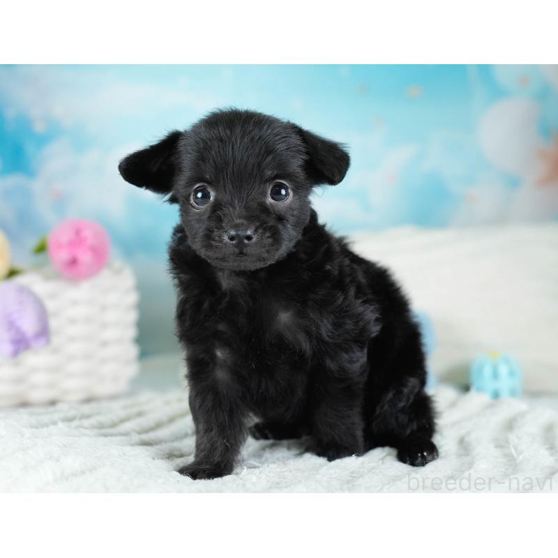 販売中の栃木県のチワプー:チワワ×トイプードル-437351の8枚目