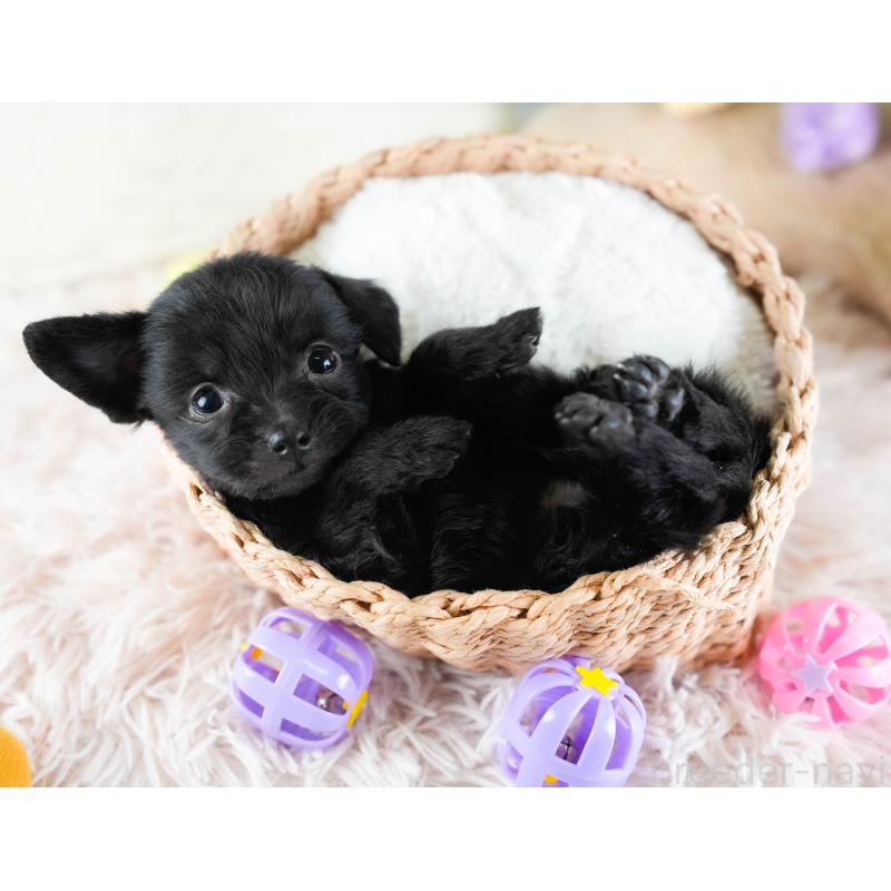 販売中の栃木県のチワプー:チワワ×トイプードル-437351の7枚目