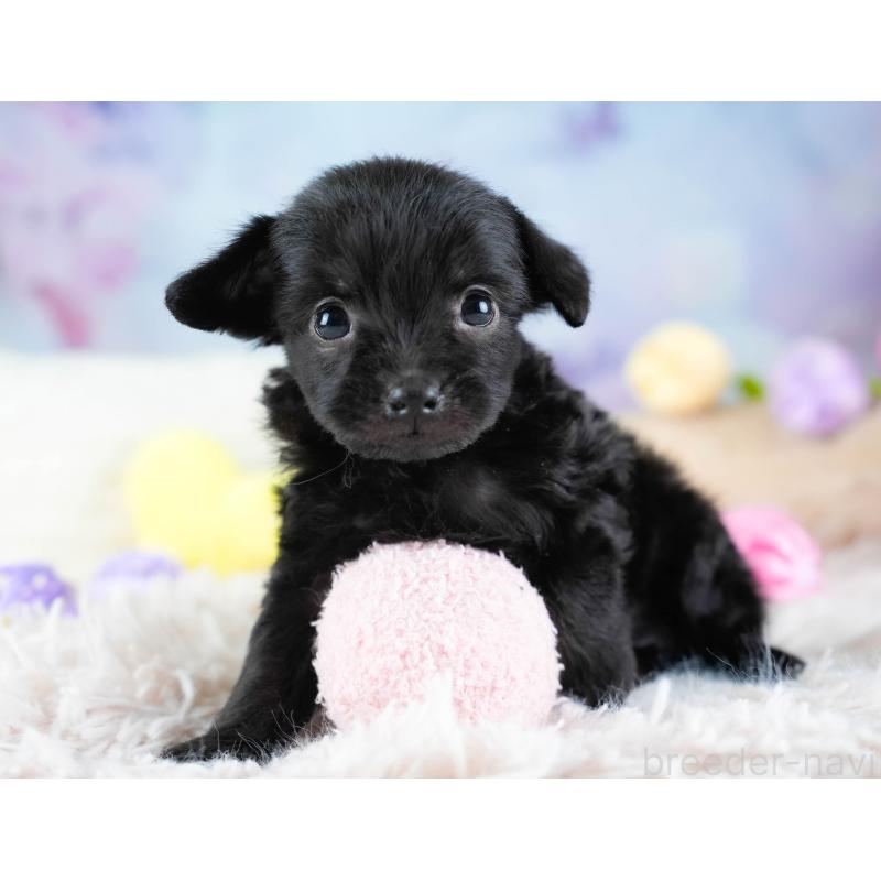 販売中の栃木県のチワプー:チワワ×トイプードル-437351の5枚目