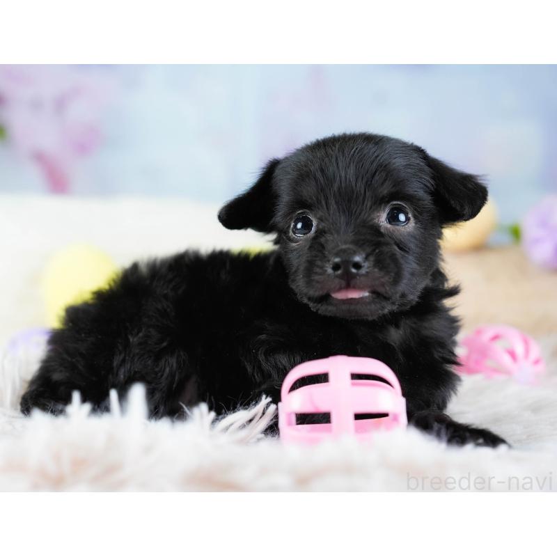 販売中の栃木県のチワプー:チワワ×トイプードル-437351の4枚目