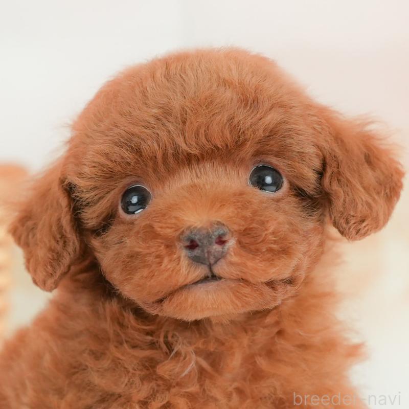 販売中の栃木県のトイプードル-437674