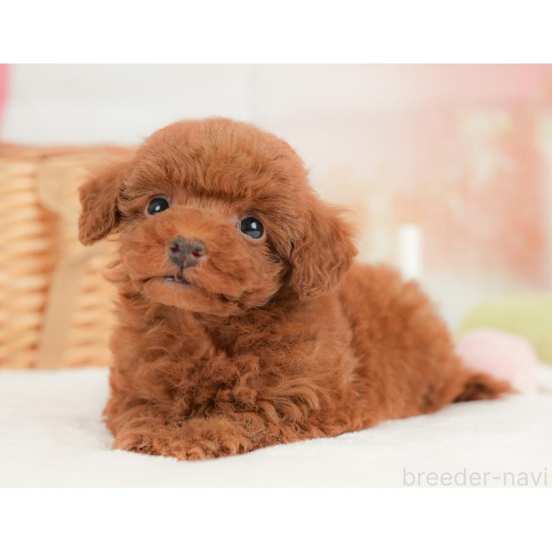 販売中の栃木県のトイプードル-437674の11枚目