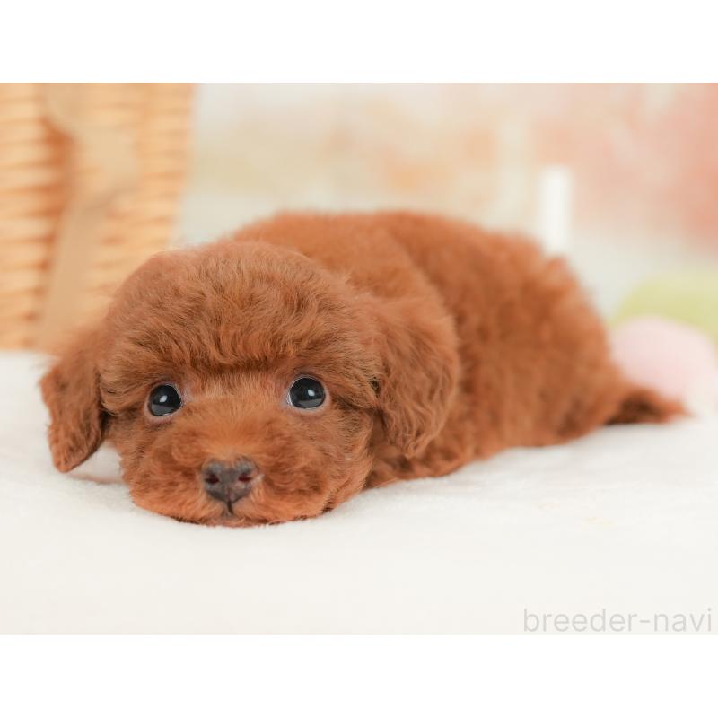 販売中の栃木県のトイプードル-437674の10枚目