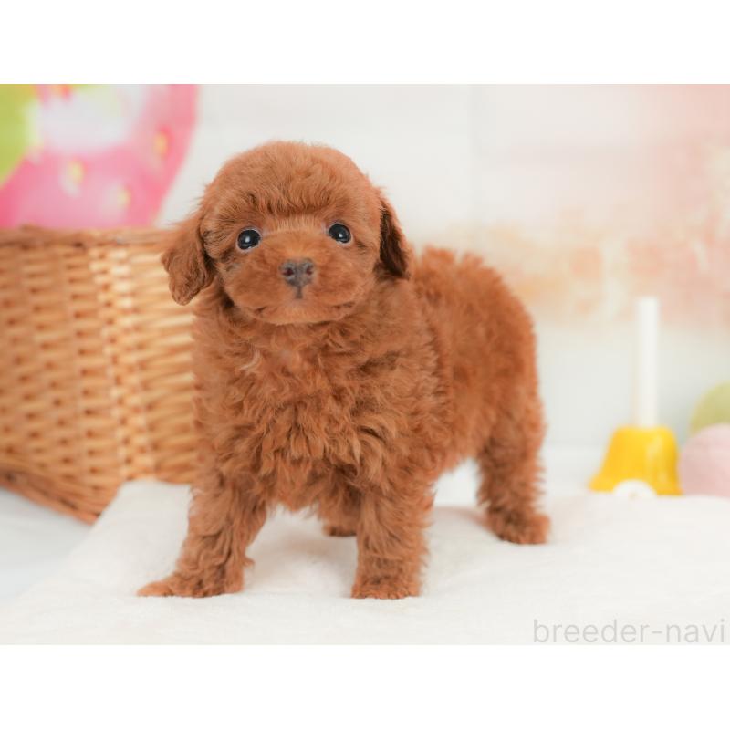 販売中の栃木県のトイプードル-437674の9枚目