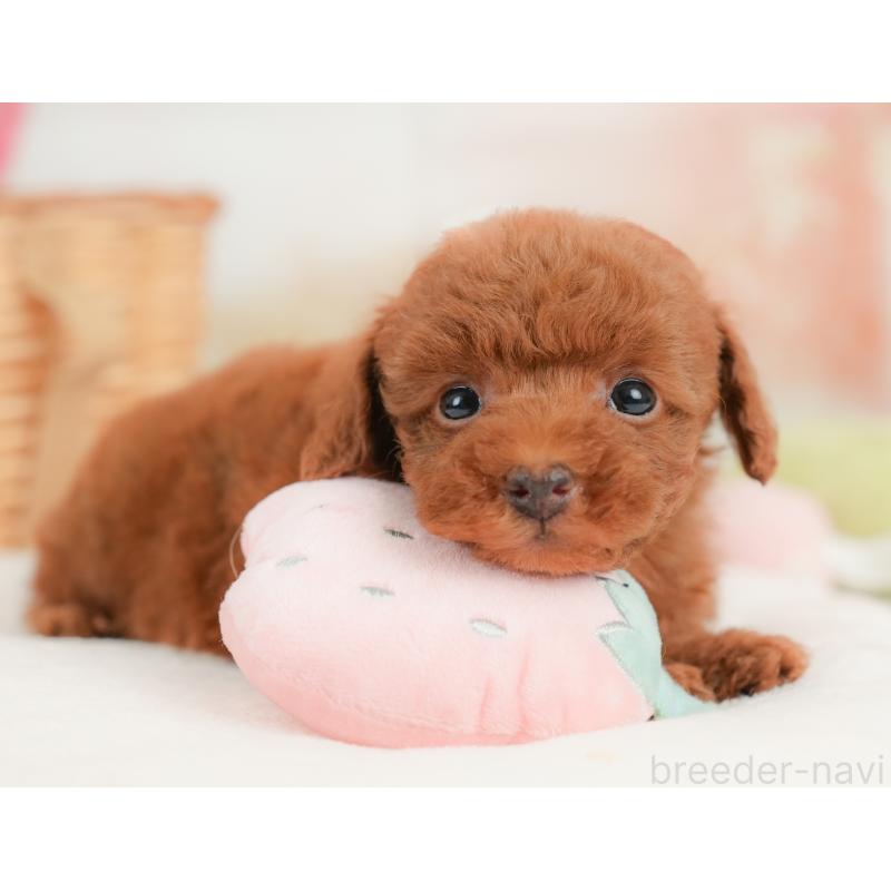 販売中の栃木県のトイプードル-437674の5枚目