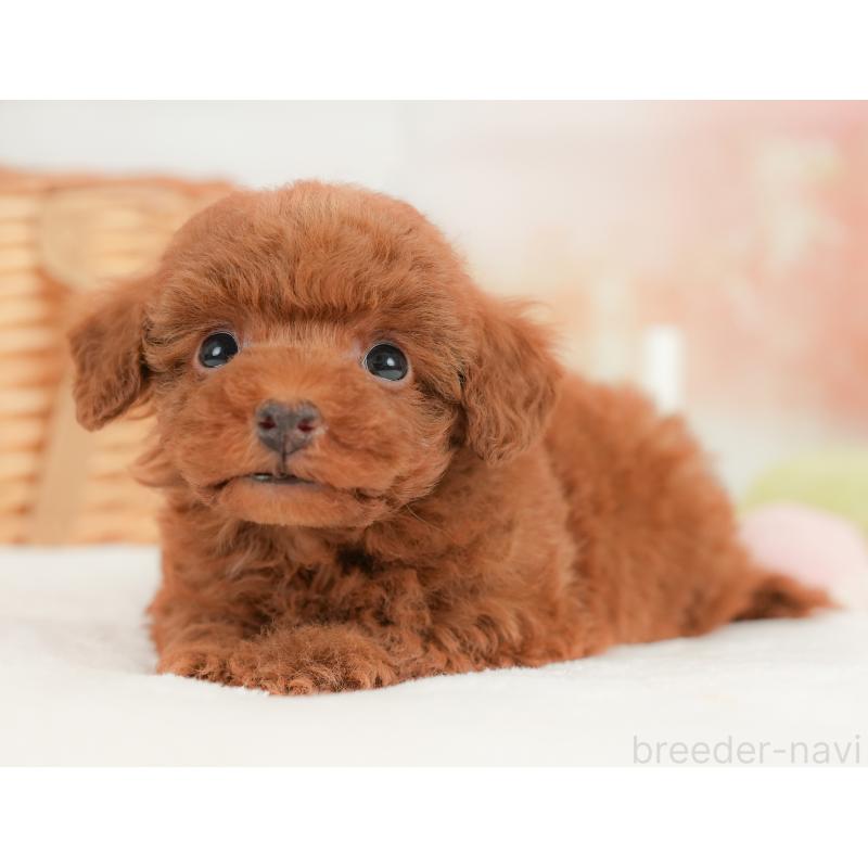 販売中の栃木県のトイプードル-437674の4枚目