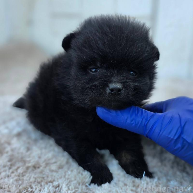 販売中の茨城県のポメラニアン-437268の8枚目